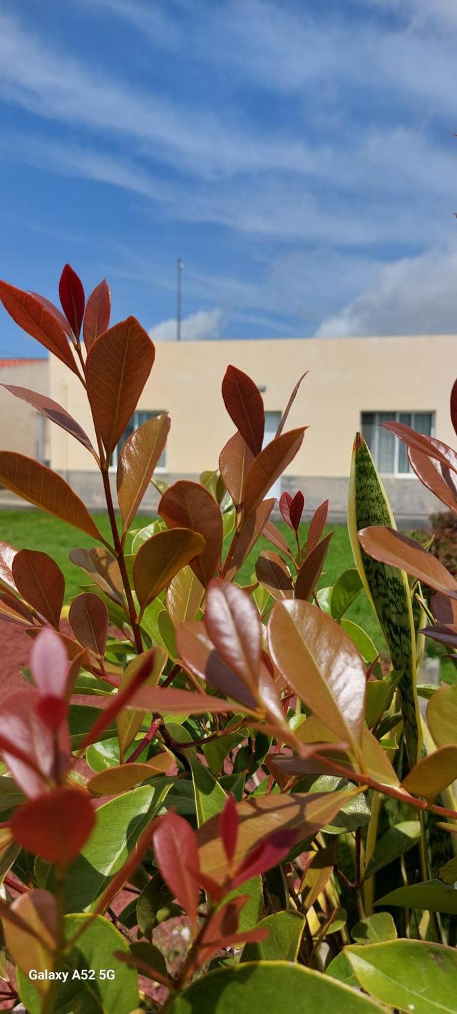 Ponta Delgada Pineapple Studio חדר תמונה