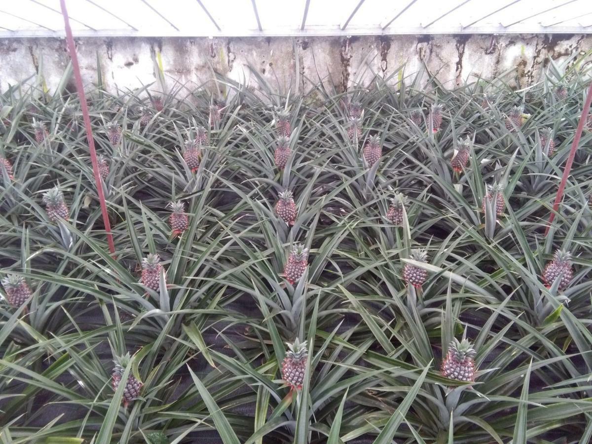 Ponta Delgada Pineapple Studio מראה חיצוני תמונה
