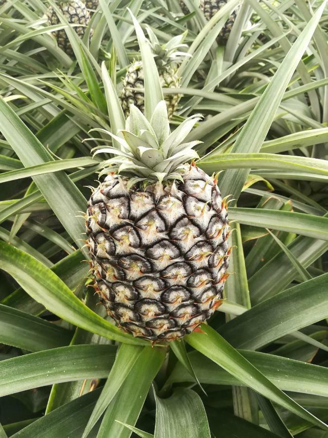 Ponta Delgada Pineapple Studio מראה חיצוני תמונה