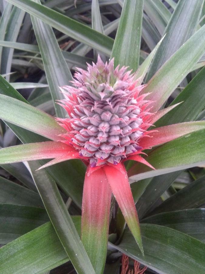 Ponta Delgada Pineapple Studio מראה חיצוני תמונה